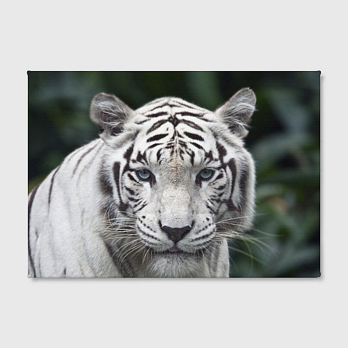 Картина прямоугольная Белый тигр / 3D-принт – фото 2