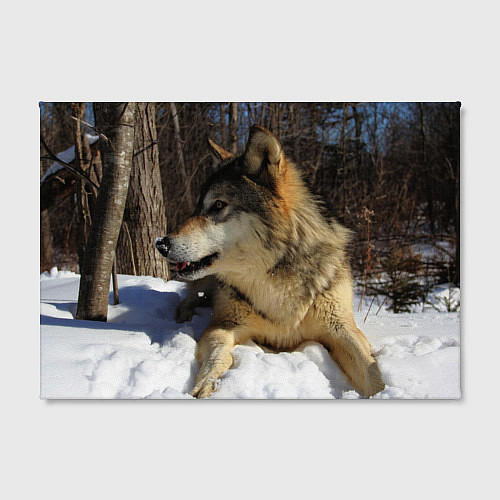 Картина прямоугольная Волк лежит на снегу / 3D-принт – фото 2