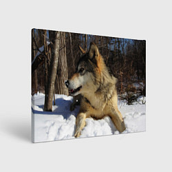 Картина прямоугольная Волк лежит на снегу