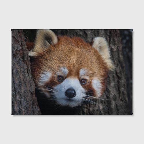 Картина прямоугольная Крaсная панда / 3D-принт – фото 2