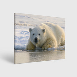 Холст прямоугольный Белый медведь ожидает, цвет: 3D-принт
