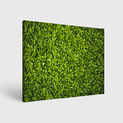 Картина прямоугольная Зеленая травка