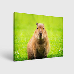 Холст прямоугольный Capybara on green grass, цвет: 3D-принт