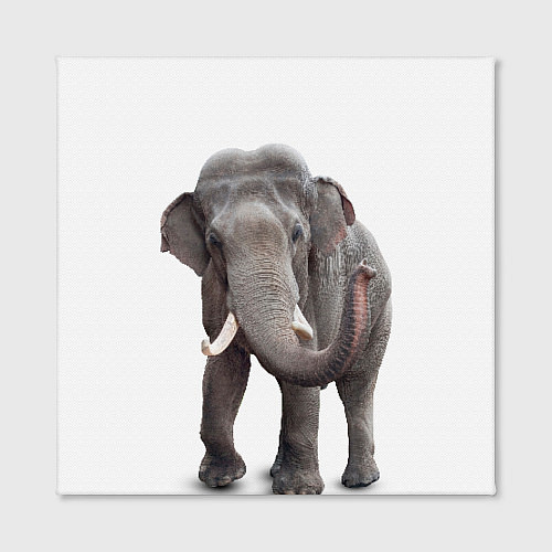 Картина квадратная Большой слон / 3D-принт – фото 2