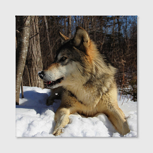 Картина квадратная Волк лежит на снегу / 3D-принт – фото 2