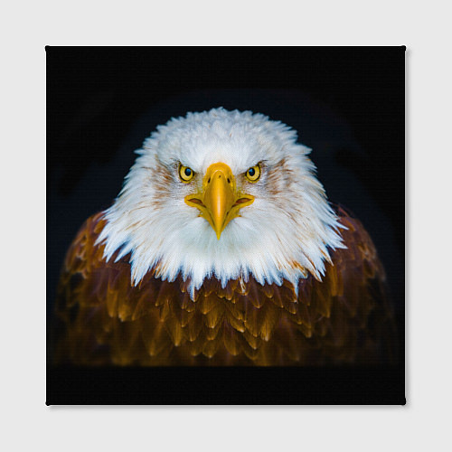 Картина квадратная Белоголовый орлан / 3D-принт – фото 2