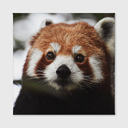Холст квадратный Малая панда, цвет: 3D-принт — фото 2