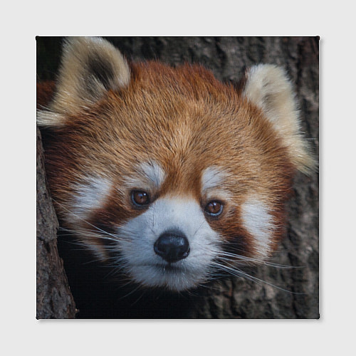 Картина квадратная Крaсная панда / 3D-принт – фото 2
