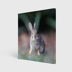 Холст квадратный Малыш кролик, цвет: 3D-принт