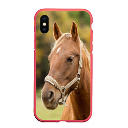 Чехол iPhone XS Max матовый Взгляд лошади, цвет: 3D-красный