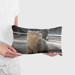 Подушка-антистресс Британская короткошёрстная кошка смотрит вверх, цвет: 3D-принт — фото 2