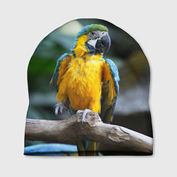 Шапка Красавец попугай, цвет: 3D-принт