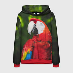 Толстовка-худи мужская Красный попугай Ара, цвет: 3D-красный