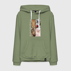 Толстовка-худи хлопковая мужская I LOVE CATS Я ЛЮБЛЮ КОШЕК, цвет: авокадо