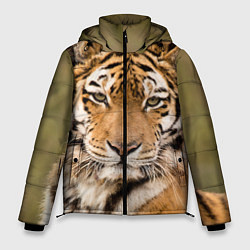Куртка зимняя мужская Милый тигр, цвет: 3D-черный