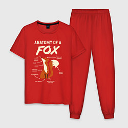 Пижама хлопковая мужская Анатомия лисы, цвет: красный