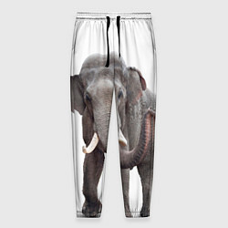 Брюки на резинке мужские Большой слон, цвет: 3D-принт