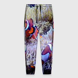 Мужские брюки Клоуны в актинии