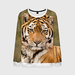 Свитшот мужской Милый тигр, цвет: 3D-белый