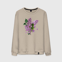 Свитшот хлопковый мужской СИРЕНЬ АКВАРЕЛЬЮ, цвет: миндальный