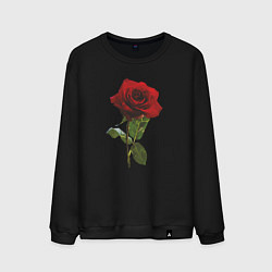 Свитшот хлопковый мужской Красивая красная роза, цвет: черный