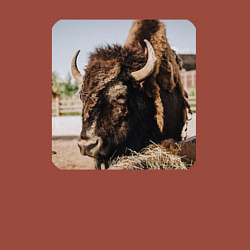 Свитшот хлопковый мужской Бычок, цвет: кирпичный — фото 2