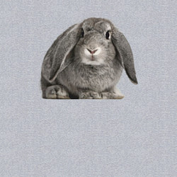 Свитшот хлопковый мужской Серый пушистый кролик, цвет: меланж — фото 2