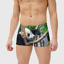 Мужские плавки Бамбуковый медведь, цвет: 3D-принт — фото 2