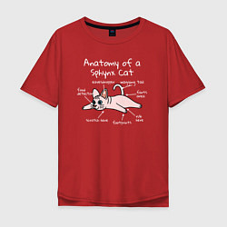 Мужская футболка оверсайз Анатомия кошки сфинкса