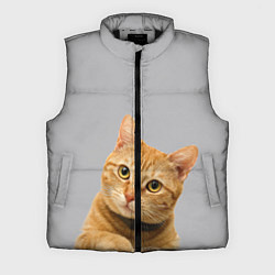 Мужской жилет Рыжий котик