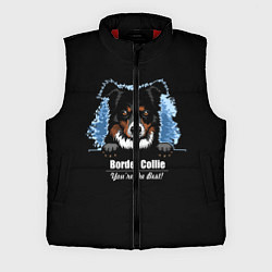 Мужской жилет Бордер-Колли Border-Collie
