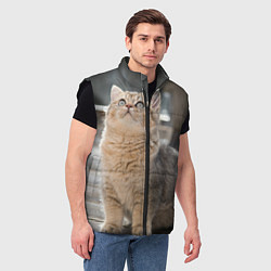 Мужской жилет Британская короткошёрстная кошка смотрит вверх, цвет: 3D-черный — фото 2