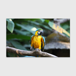 Бумага для упаковки Красавец попугай, цвет: 3D-принт