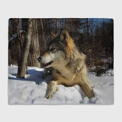 Плед флисовый Волк лежит на снегу, цвет: 3D-велсофт
