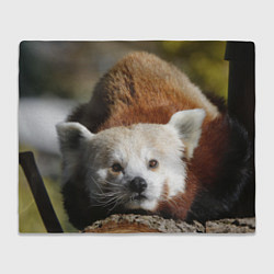 Плед флисовый Красная панда ждёт, цвет: 3D-велсофт