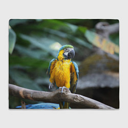 Плед флисовый Красавец попугай, цвет: 3D-велсофт