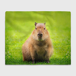 Плед флисовый Capybara on green grass, цвет: 3D-велсофт